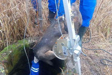 Тосненские спасатели оказали помощь собаке