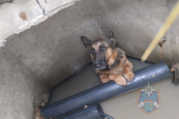 Спасатели оказали помощь собаке в Тосненском районе